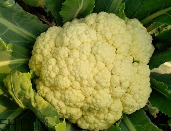 青花菜和花椰菜有什么不同？花椰菜變黃還能吃嗎