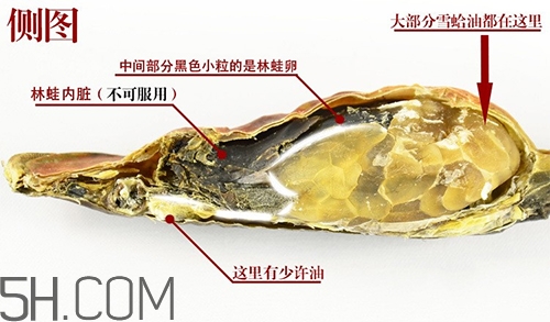 林蛙哪些部位不能吃？林蛙有什么營養(yǎng)