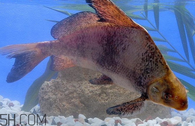 胭脂魚(yú)是什么魚(yú)？胭脂魚(yú)是保護(hù)動(dòng)物嗎