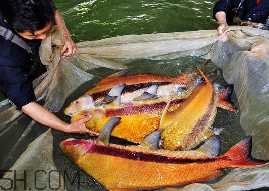 胭脂魚多少錢一斤？胭脂魚怎么做好吃