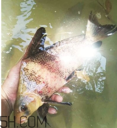 胭脂魚可以吃嗎？胭脂魚好養(yǎng)嗎