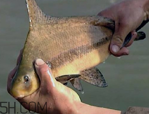 胭脂魚是冷水魚嗎？胭脂魚是熱帶魚嗎
