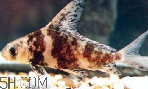 胭脂魚是冷水魚嗎？胭脂魚是熱帶魚嗎