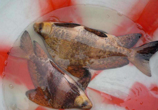 胭脂魚(yú)是冷水魚(yú)嗎？胭脂魚(yú)是熱帶魚(yú)嗎