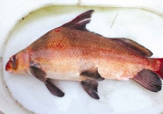 胭脂魚(yú)可以吃嗎？胭脂魚(yú)好養(yǎng)嗎