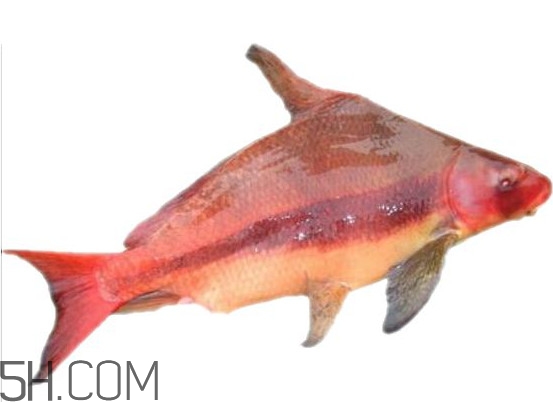胭脂魚(yú)是什么魚(yú)？胭脂魚(yú)是保護(hù)動(dòng)物嗎