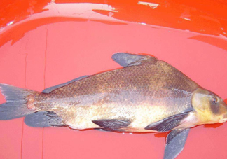 胭脂魚(yú)多少錢一斤？胭脂魚(yú)怎么做好吃