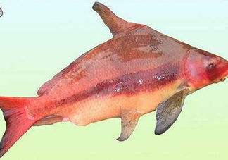 胭脂魚是什么魚？胭脂魚是保護(hù)動(dòng)物嗎