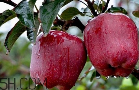 如何鑒別花牛蘋(píng)果？為什么叫花牛蘋(píng)果