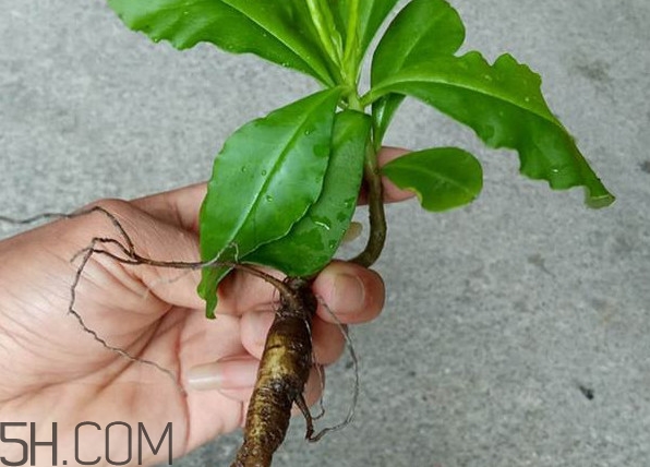 土人參怎么吃？新鮮的土人參多少錢一斤