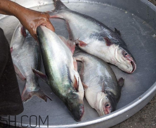 巴沙魚可以生吃嗎？巴沙魚的功效與作用
