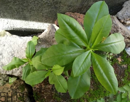 土人參有毒嗎？土人參葉子可以吃嗎？