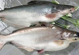 巴沙魚可以生吃嗎？巴沙魚的功效與作用