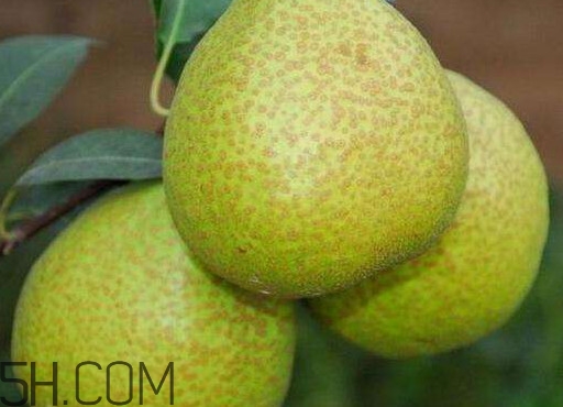 為什么萊陽(yáng)梨好吃？萊陽(yáng)梨的功效與作用