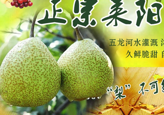 萊陽梨幾月份才會(huì)有？正宗萊陽梨哪里能買的到