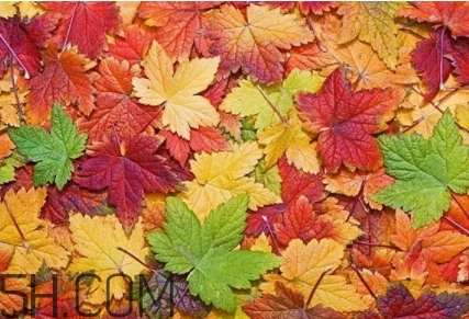 楓糖色口紅是什么顏色？楓糖色口紅試色
