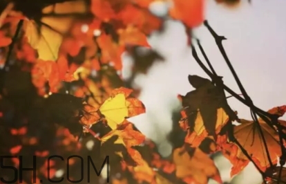 楓糖色口紅哪個牌子好？楓糖色口紅推薦