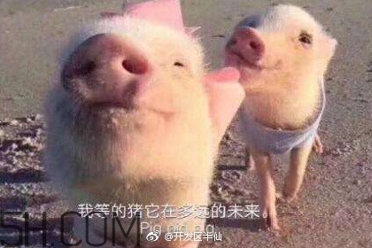 豬精女孩健康養(yǎng)生指南有哪些？豬精女孩健康養(yǎng)生指南是什么？