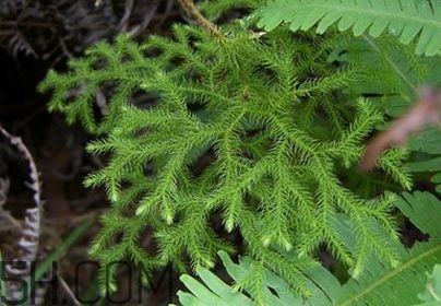 什么是伸筋草？伸筋草的功效與作用是什么？