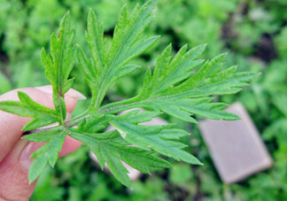 艾葉草洗澡有什么好處？怎么挑選艾葉草？