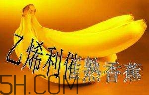 冬天可以吃葡萄嗎？冬天吃葡萄好不好？