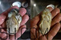 吃生蠔應(yīng)該注意哪些事項(xiàng)？生蠔與牡蠣的區(qū)別