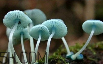 如何判斷生蠔烤熟沒有？生蠔可以和蘑菇一起吃嗎？