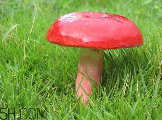 如何鑒別紅菇？紅菇的做法有哪些？