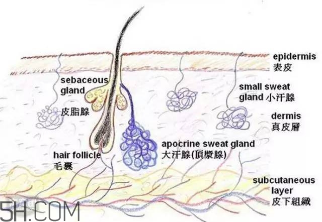 腿毛能刮嗎？腿毛能不能刮？