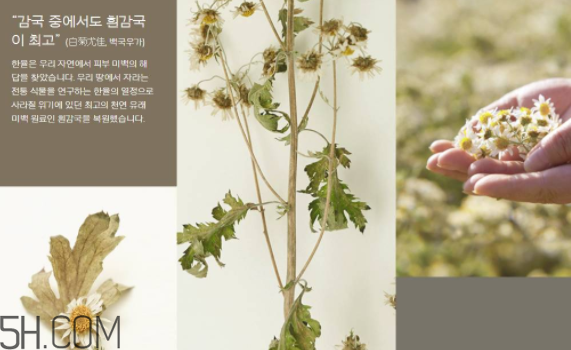 韓律護(hù)膚品怎么樣？韓律全系列介紹