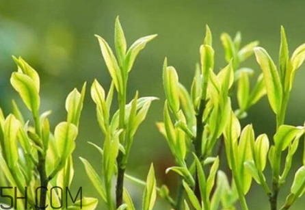 茶樹精油可以直接涂在臉上嗎？茶樹精油的功效與作用？