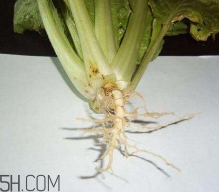 香菜根煮水怎么煮？香菜根煮水喝幾天見效？