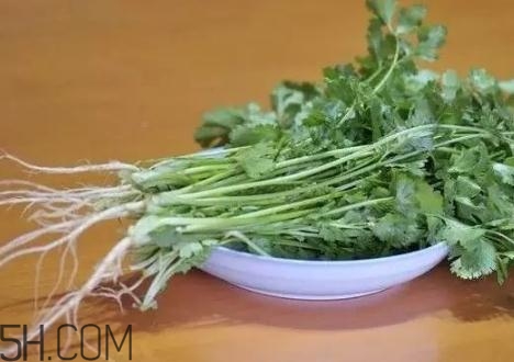 香菜根煮水能減肥嗎？香菜根煮水能天天喝嗎？