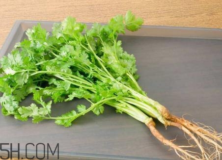 香菜根煮水能美白嗎？香菜根煮水能祛斑嗎？