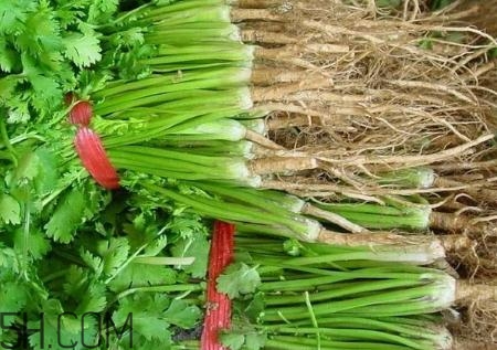 香菜根煮水能治濕疹嗎？香菜根煮水孕婦能喝嗎？