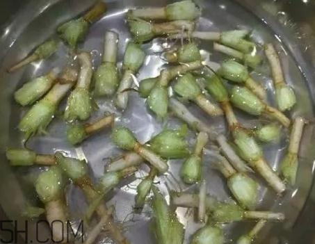 香菜根煮水能治濕疹嗎？香菜根煮水孕婦能喝嗎？