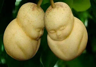 女人吃人參果有哪些好處？人參果的營(yíng)養(yǎng)價(jià)值是什么？