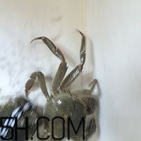 冬天可以吃大閘蟹嗎？冬天怎么吃大閘蟹？