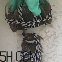 冬天可以吃大閘蟹嗎？冬天怎么吃大閘蟹？