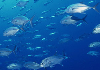 biopharma魚油功效 挪威biopharma魚油怎么吃？