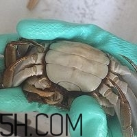 冬天可以吃大閘蟹嗎？冬天怎么吃大閘蟹？