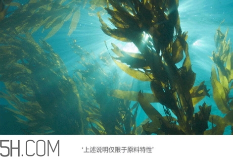 jmsolution珍珠面膜多少錢？jm珍珠面膜好用不過(guò)百元