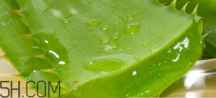 蘆薈膠可以敷一晚上嗎？蘆薈膠堵塞毛孔的錯誤用法