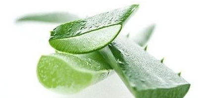 嘴唇干裂能用蘆薈膠嗎？鼻子脫皮也可以用蘆薈膠