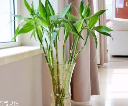 什么花不能放臥室養(yǎng)？含羞草誤食會脫發(fā)