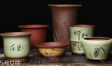 什么花不能放臥室養(yǎng)？含羞草誤食會脫發(fā)