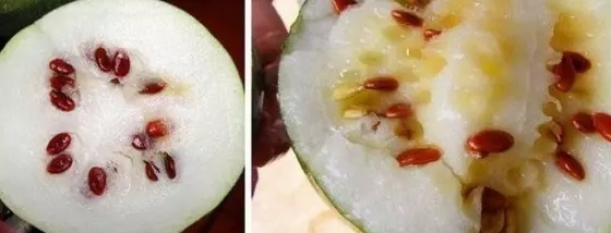 紅瓜子是什么瓜的子？瓜子比瓜還要珍貴