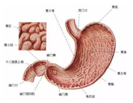 慢性胃炎是怎么造成的？吃燙食會引發(fā)胃炎