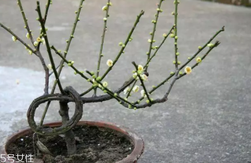養(yǎng)花有哪些益處？節(jié)約藥費不止一點點