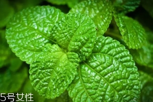 養(yǎng)花有哪些益處？節(jié)約藥費不止一點點